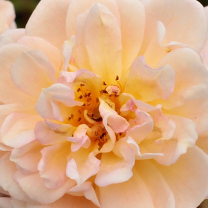 Pépinière rosier - Rosa Ghislaine de Féligonde - jaune - rosiers lianes - moyennement parfumé - Eugène Turbat & Compagnie - Convient à décoration verticale. Bon remontant, il support le mi-ombre.